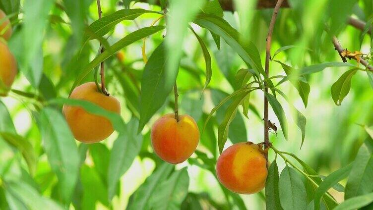 4K夏季水果枝头上的黄桃成熟丰收实拍视频