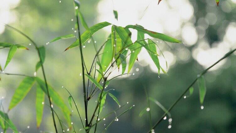 4K实拍春天春雨水珠落在竹叶实拍视频