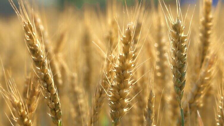 4K芒种小麦饱满颗粒丰收麦吊子实拍视频