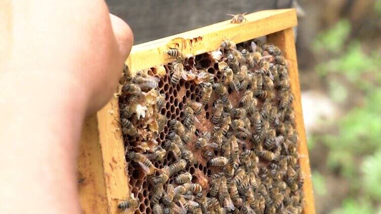 4K蜂蜜蜂养蜂