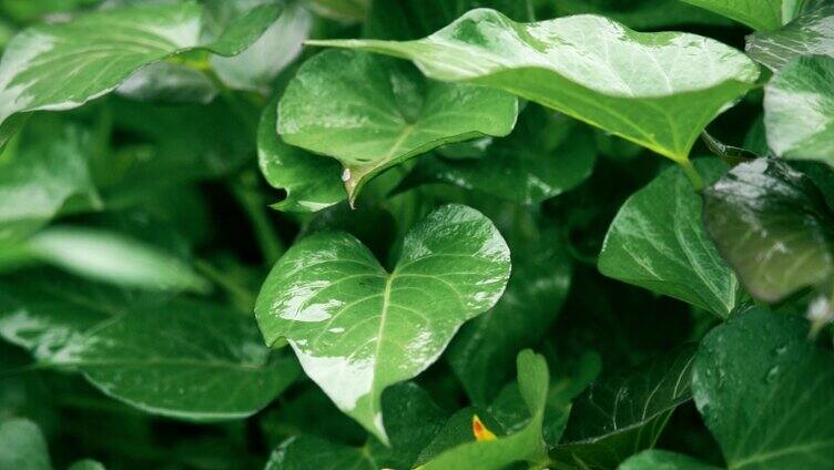 植物实拍夏天苕尖蔬菜农产品实拍视频