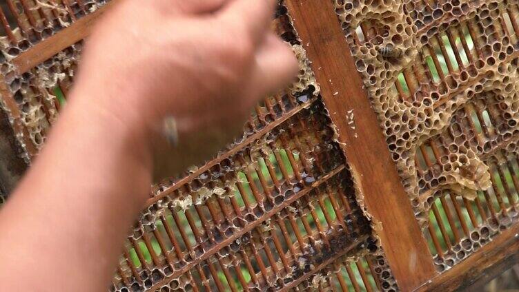 4K蜂农取蜜实拍视频