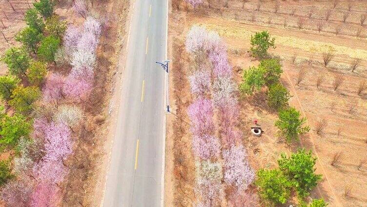 两侧开满山花的乡村公路