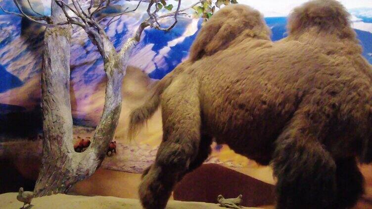 沙漠动植物生态环境系统 内蒙古博物院