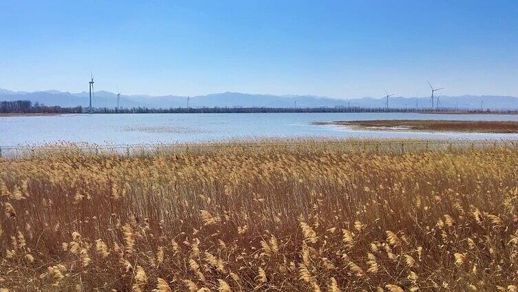 实景 湖边的芦苇和大风车