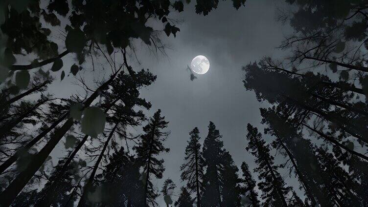 月亮在漆黑阴沉的森林中升起6