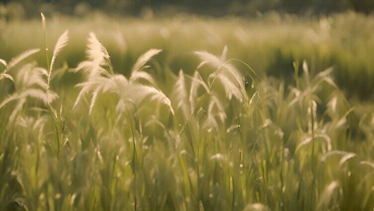 草原上的小草随风飘荡2