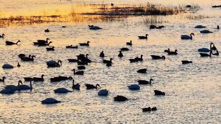 夕阳下游弋在水面的天鹅温暖画面