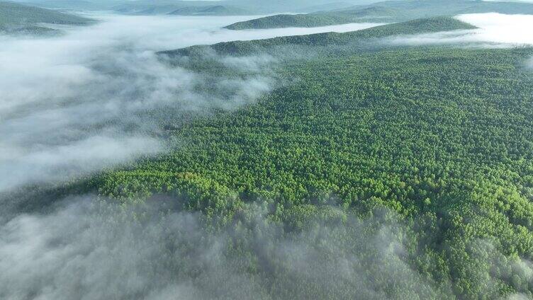 大兴安岭绿色原始森林云雾