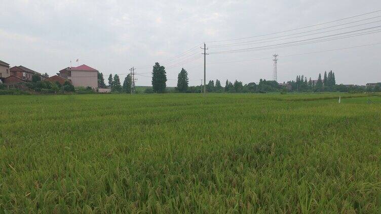 农村土地田野水稻