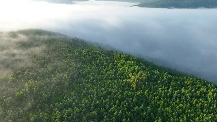 大兴安岭绿色原始森林云雾