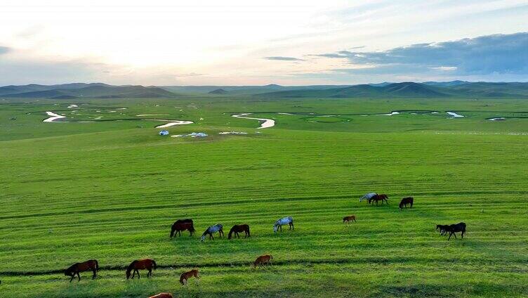 航拍草原河畔牧场马群