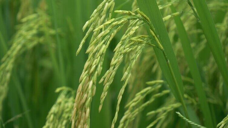 水稻稻穗特写