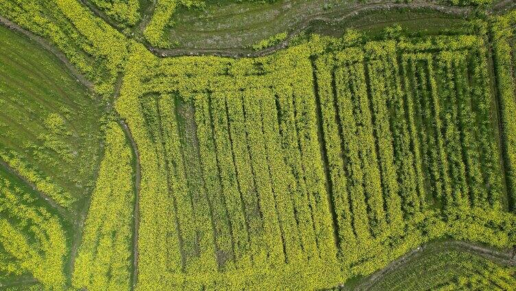 美丽乡村的油菜花海航拍大气素材