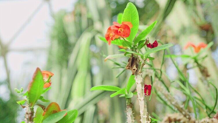 亚热带植物仙人球组镜