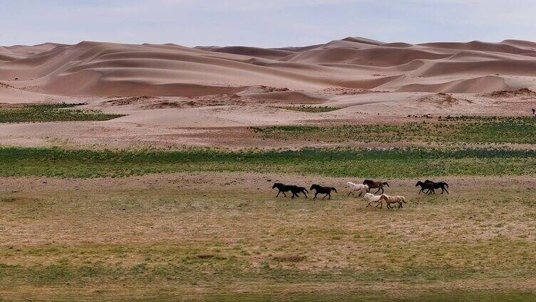 马 马群 奔跑 万马奔腾  沙漠湿地