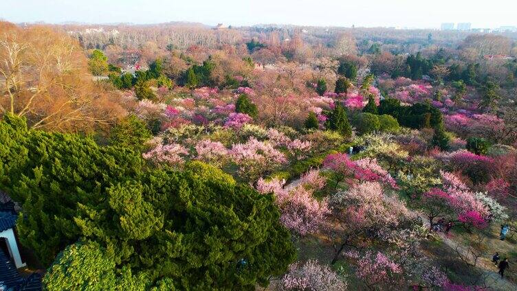 春天春游南京梅花山4k航拍