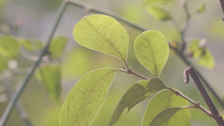 森林生命万物生长