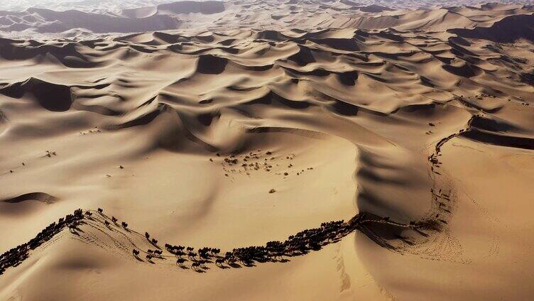骆驼  驼队  沙漠之舟