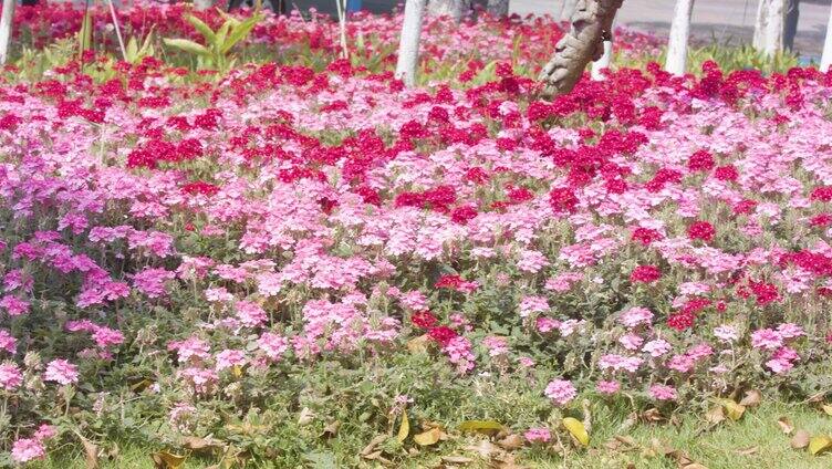 春暖花开视频素材