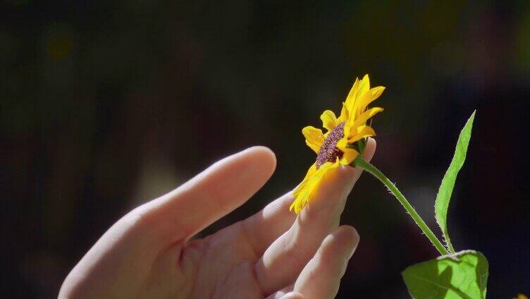 阳光下的小菊花