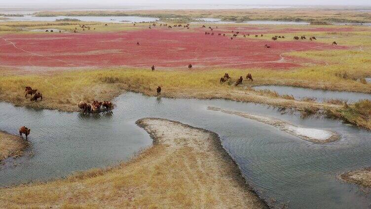 湿地 喝水的骆驼 红草地 古居延泽