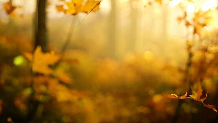 秋天一大片金黄的树叶5