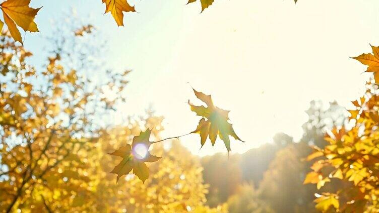 秋天一大片金黄的树叶4