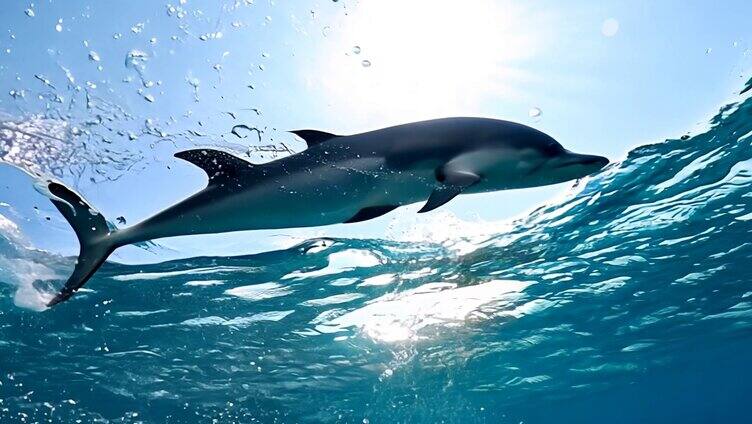 一只海豚优雅地跃出水面3