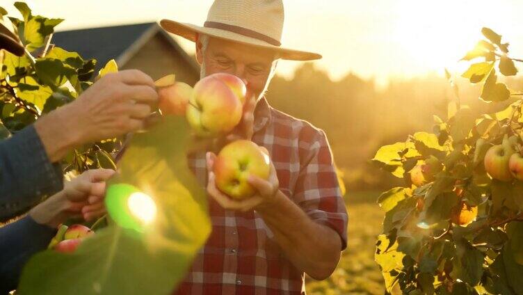 农民们在苹果园中，脸上洋溢着满足的笑容4
