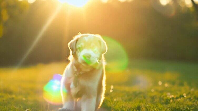 小狗迎着阳光在草地奔跑1