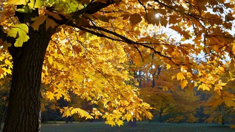 秋天一大片金黄的树叶1