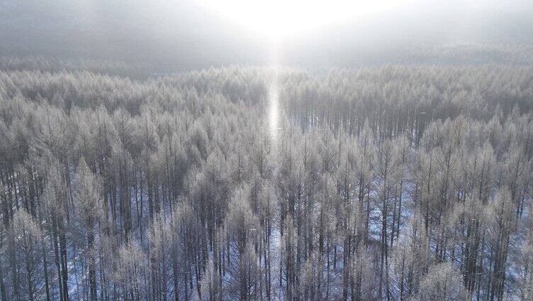 飘落雪晶的阳光雪林