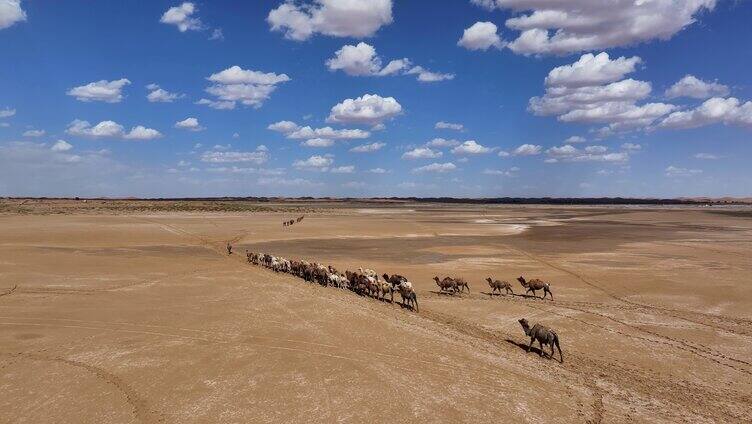 骆驼  驼队  戈壁上行走的驼队  沙漠
