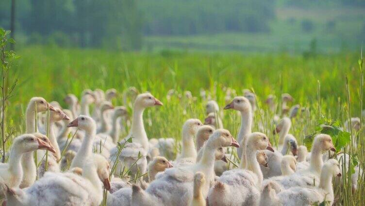 【合集】大白鹅展翅奔跑鹅养殖场