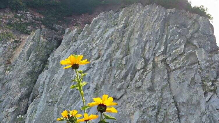 岩石上一朵黄色小花摇曳3