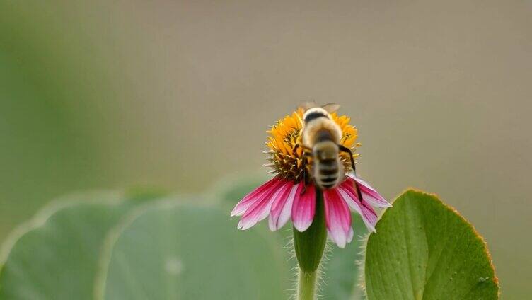 蜜蜂停留在花朵上采蜜
