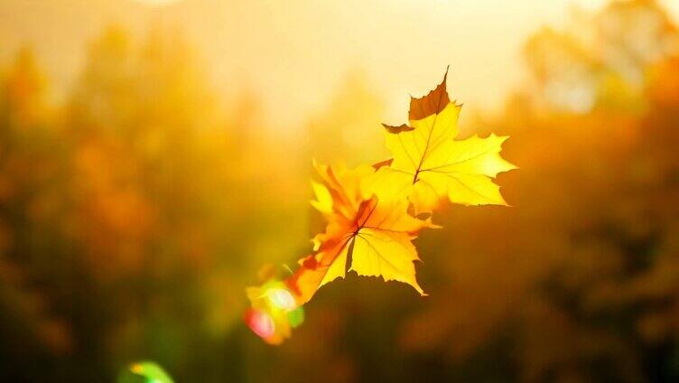 秋天一大片金黄的树叶3