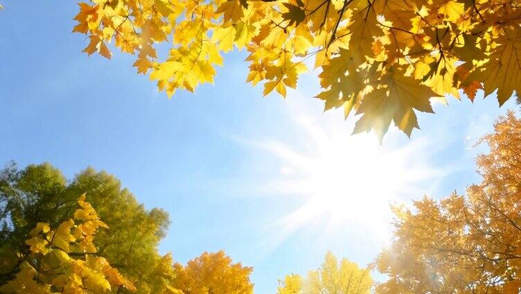 秋天一大片金黄的树叶2