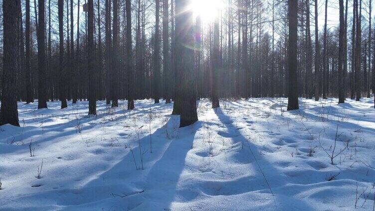 延时林海延时林海雪原光影光影