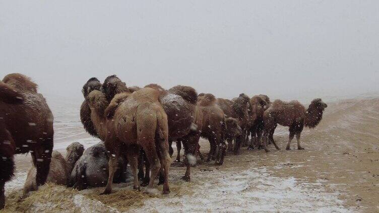 暴风雪 雪中骆驼 小骆驼 寒冷 恶劣天气