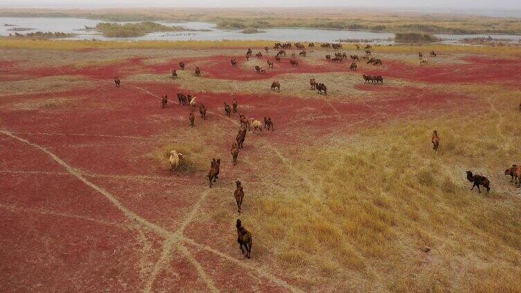 骆驼  沼泽地 红地毯 芦苇荡 湖泊