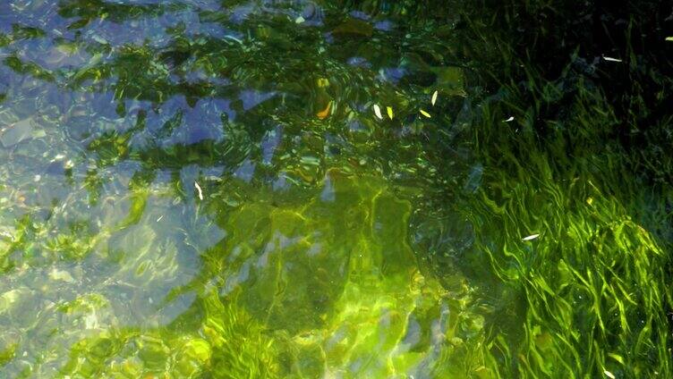 水草河道小清新