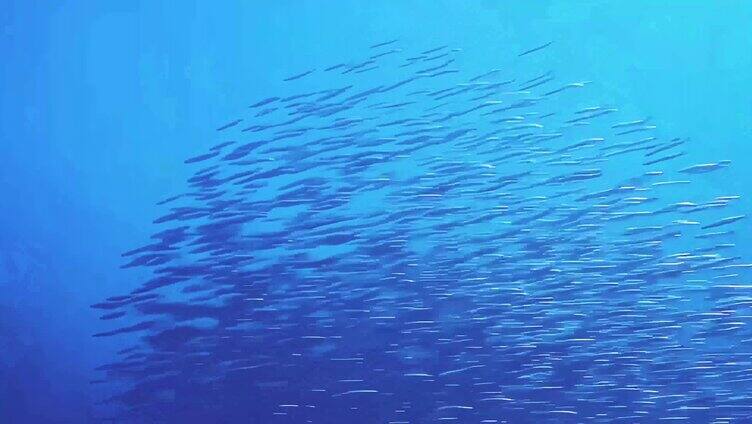 鱼群深海群游