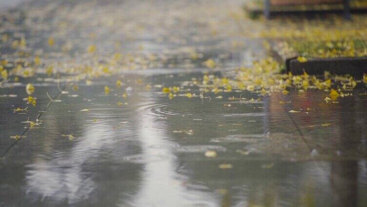 地面积水雨滴银杏落叶伤感素材
