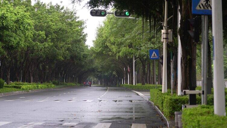 雨天树荫湿漉漉马路行驶车辆南宁荔滨大道南