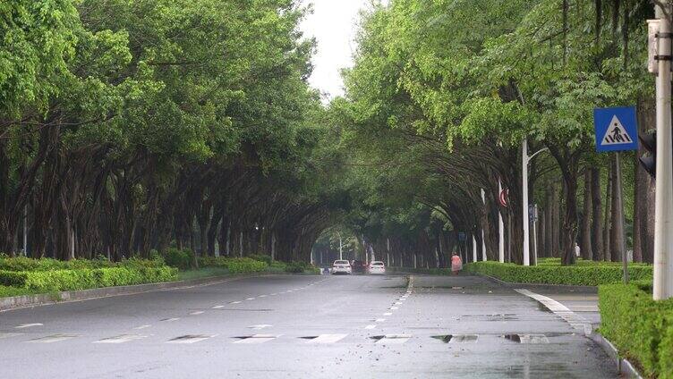 雨天树荫湿漉漉马路行驶车辆南宁荔滨大道南