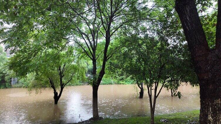 城市水涝树在水中