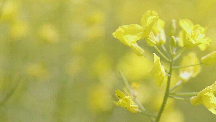 油菜花蜜蜂采蜜