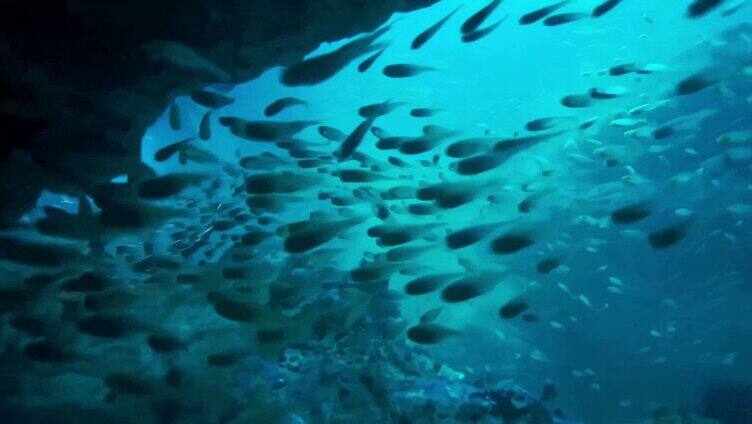 大型群游深海鱼群